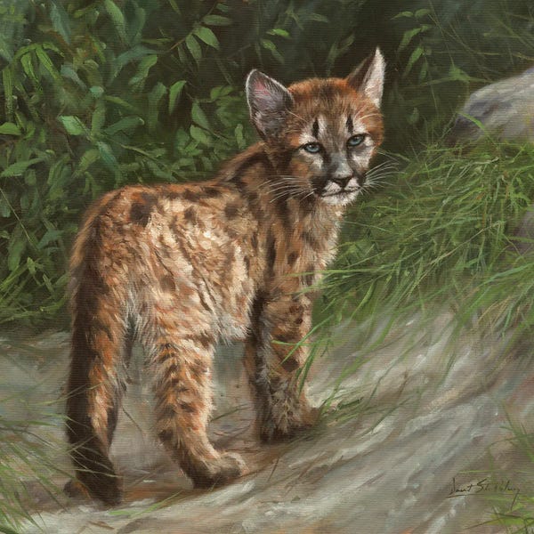 Cougars: Cougar Cub by David Stribbling