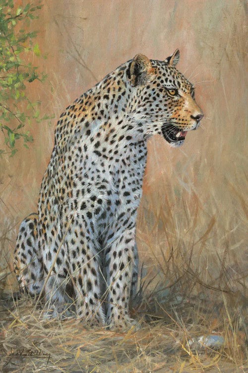 Leopard Male Sitting