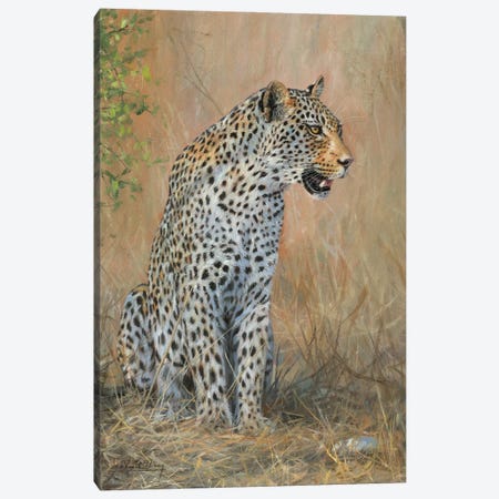 Leopard Male Sitting Canvas Print #STG238} by David Stribbling Canvas Artwork