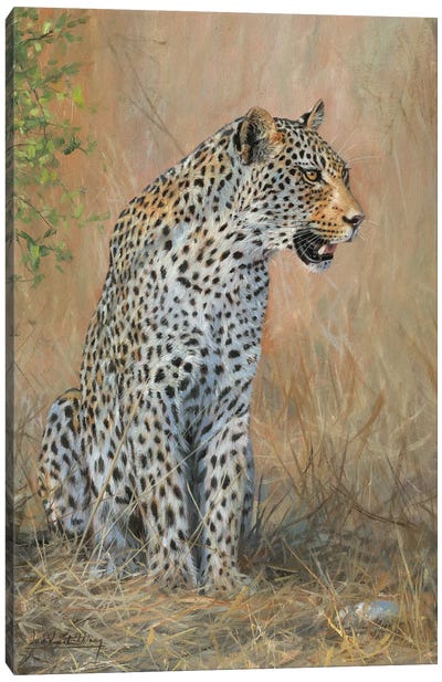 Leopard Male Sitting Canvas Art Print - David Stribbling