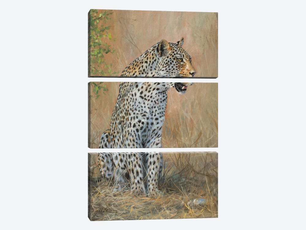 Leopard Male Sitting by David Stribbling 3-piece Canvas Art Print