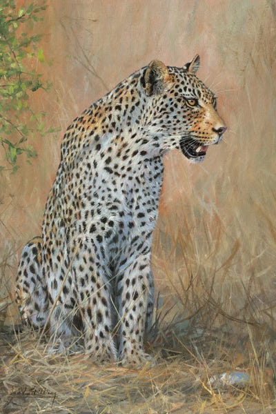 Leopards: Leopard Male Sitting by David Stribbling