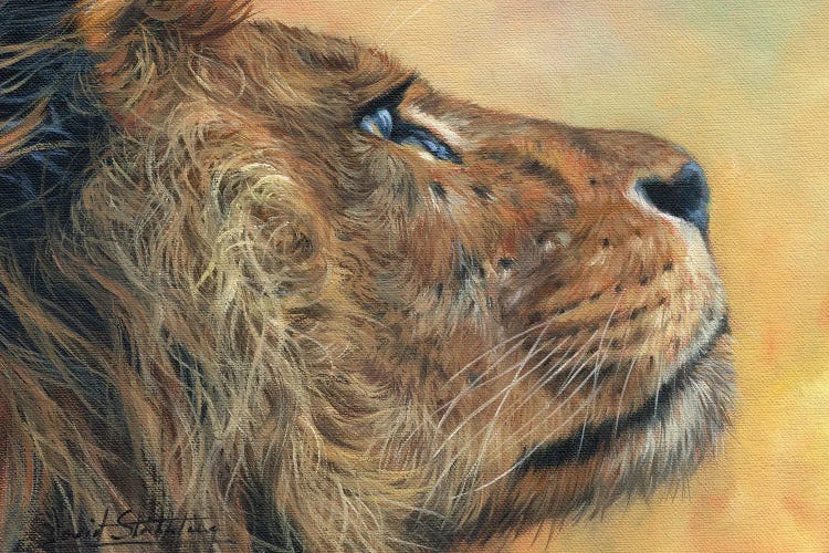 Lion Profile