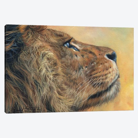 Lion Profile Canvas Print #STG239} by David Stribbling Canvas Art