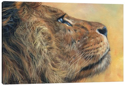 Lion Profile Canvas Art Print - David Stribbling