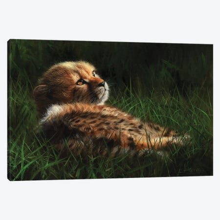 Cheetah Cub In Grass Canvas Print #STG23} by David Stribbling Canvas Artwork