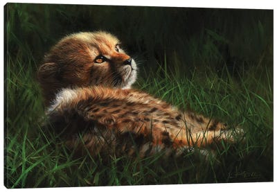 Cheetah Cub In Grass Canvas Art Print - David Stribbling