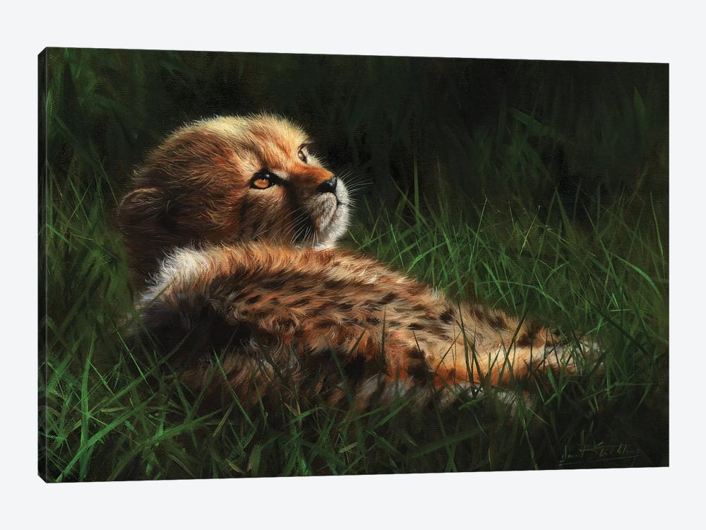 Cheetah Cub In Grass by David Stribbling 1-piece Canvas Art