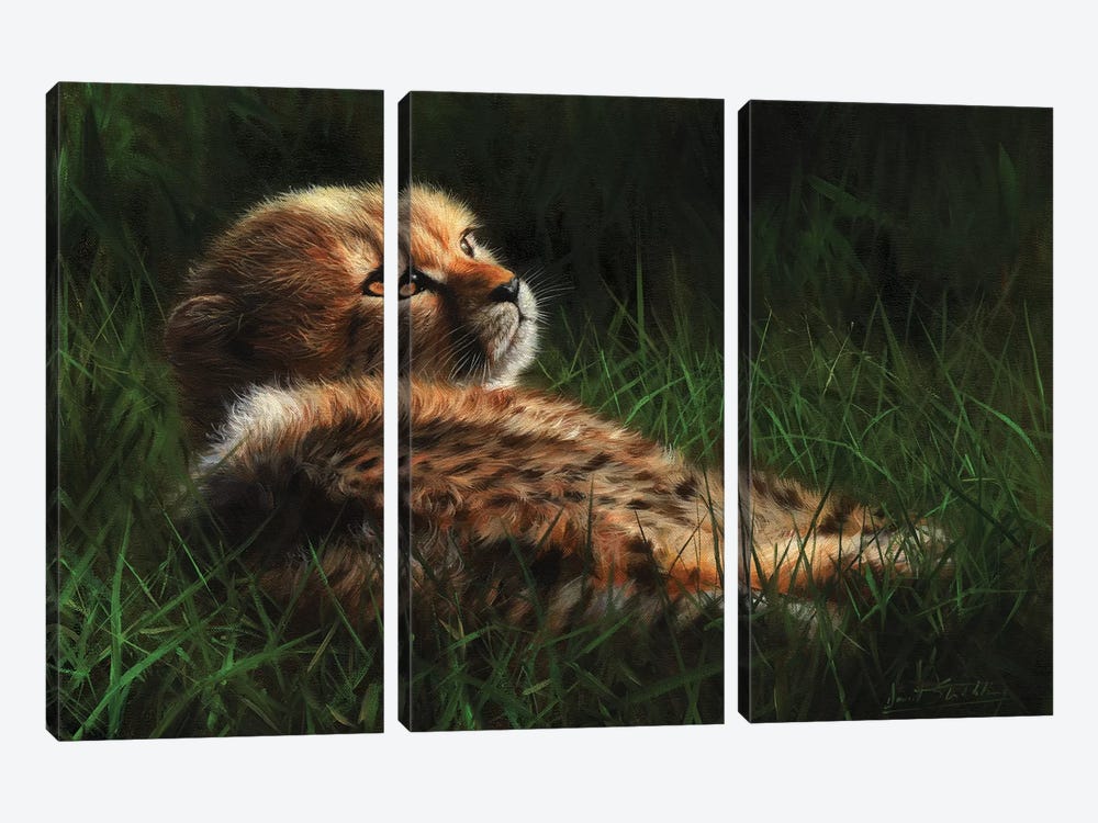 Cheetah Cub In Grass by David Stribbling 3-piece Canvas Wall Art