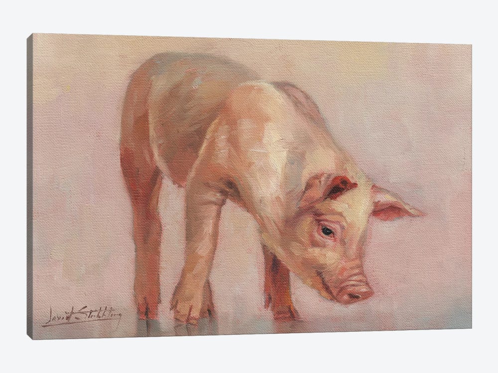 Little Pig by David Stribbling 1-piece Canvas Artwork