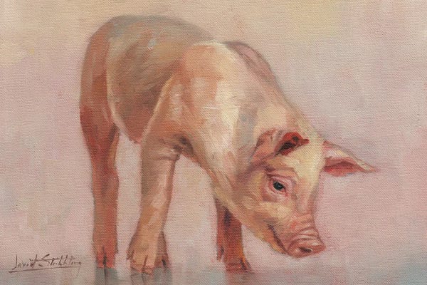 Pigs: Little Pig by David Stribbling