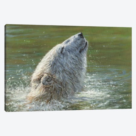 Polar Bear Splash Canvas Print #STG241} by David Stribbling Canvas Print