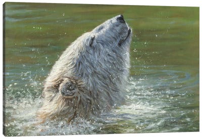 Polar Bear Splash Canvas Art Print - David Stribbling