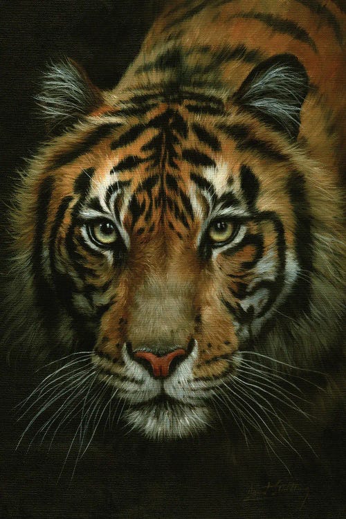 Tiger Portrait