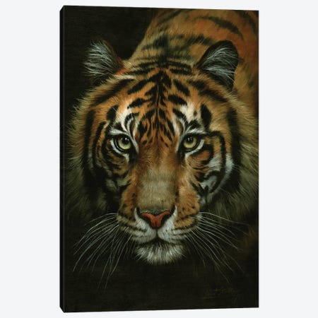 Tiger Portrait Canvas Print #STG242} by David Stribbling Canvas Art Print