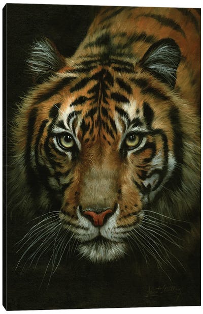 Tiger Portrait Canvas Art Print - David Stribbling