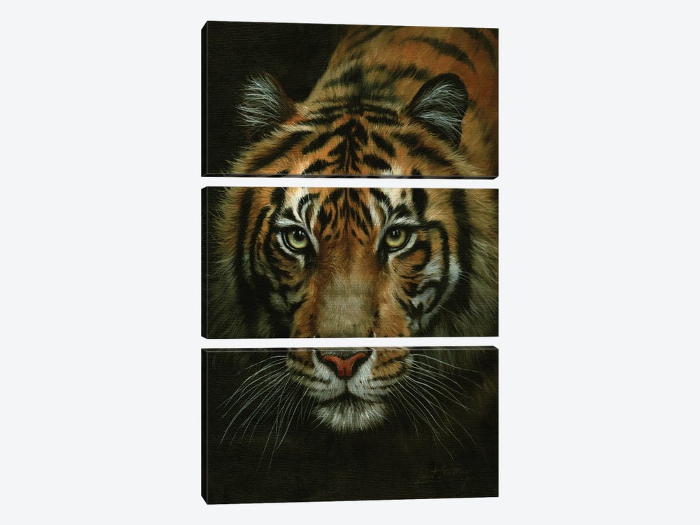 Tiger Portrait by David Stribbling 3-piece Canvas Art