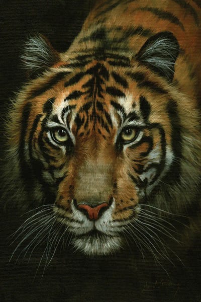 Tigers: Tiger Portrait by David Stribbling