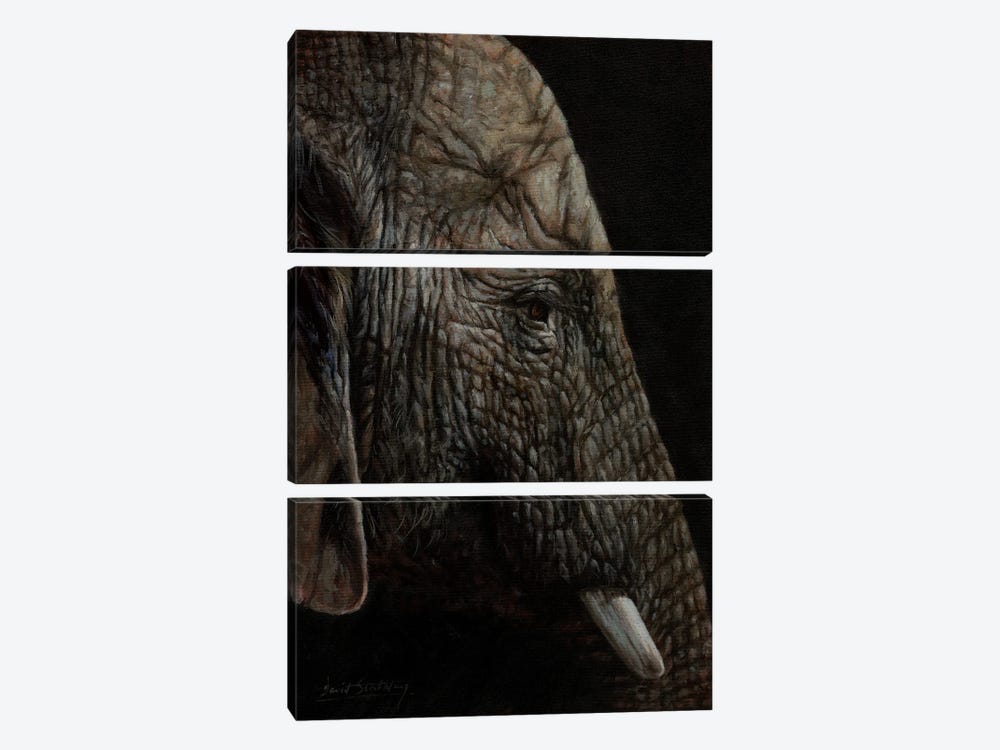 African Elephant Profile by David Stribbling 3-piece Canvas Print