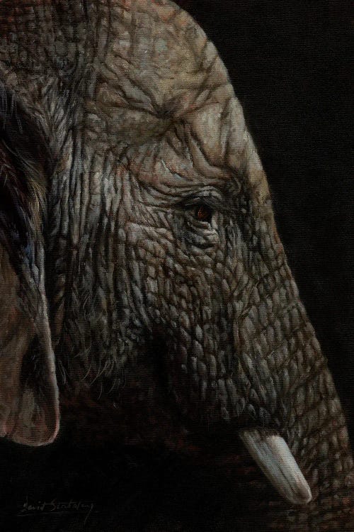 African Elephant Profile