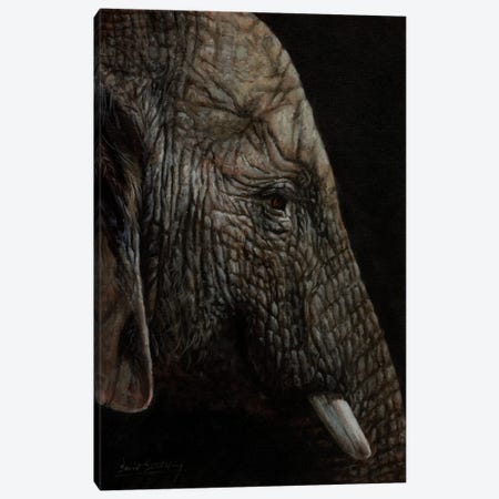 African Elephant Profile Canvas Print #STG243} by David Stribbling Canvas Art Print