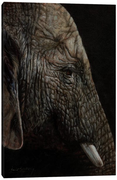 African Elephant Profile Canvas Art Print - David Stribbling