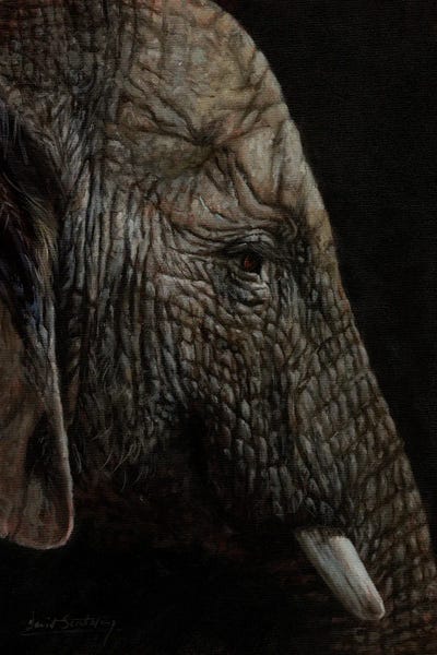 Ancient Wonders: African Elephant Profile by David Stribbling