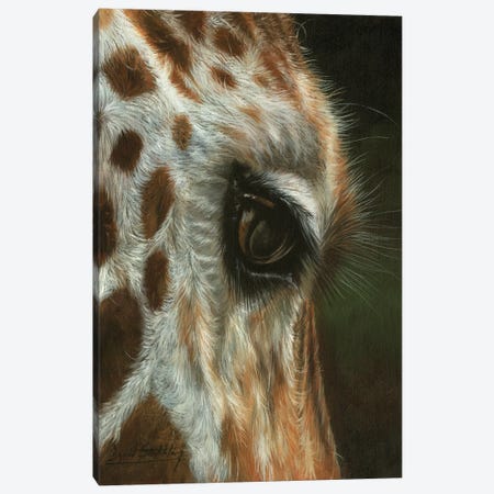 Giraffe Close Canvas Print #STG244} by David Stribbling Canvas Art