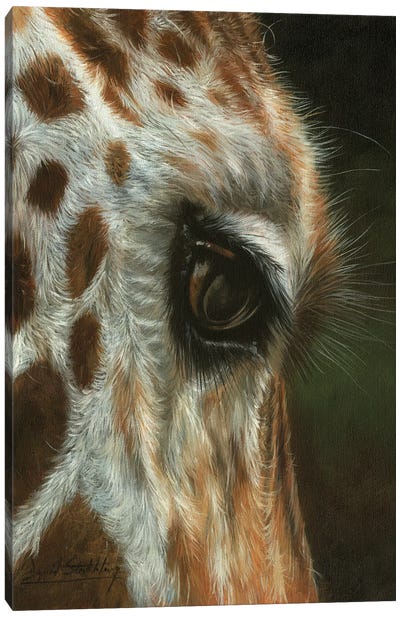 Giraffe Close Canvas Art Print - David Stribbling