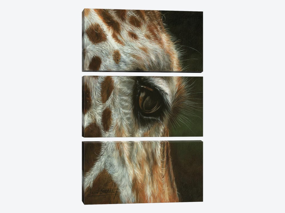 Giraffe Close by David Stribbling 3-piece Canvas Art