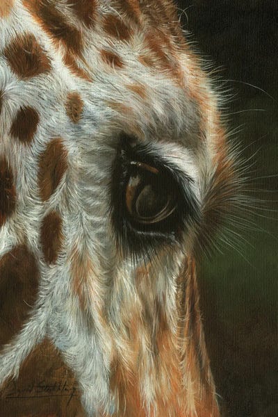 Giraffes: Giraffe Close by David Stribbling