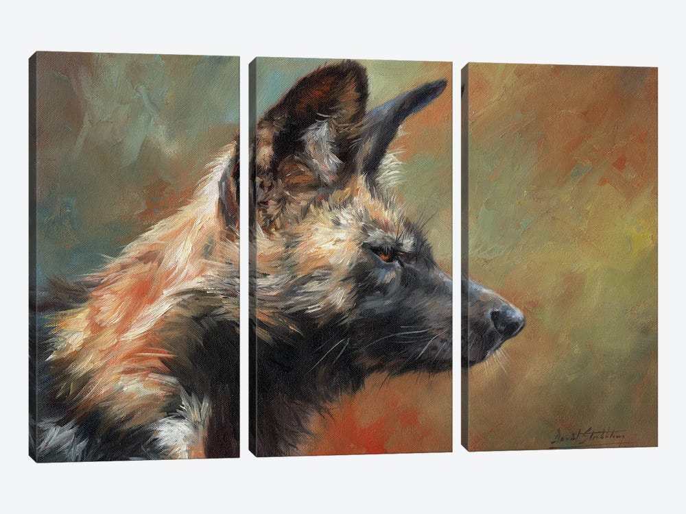 African Hunting Dog (Wild Dog) by David Stribbling 3-piece Canvas Print