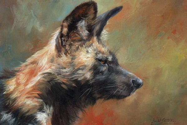 David Stribbling: African Hunting Dog (Wild Dog) by David Stribbling