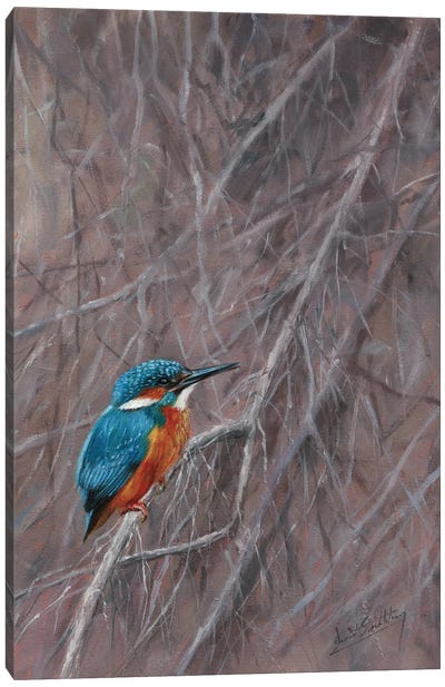 Kingfisher Waterside Canvas Art Print - David Stribbling