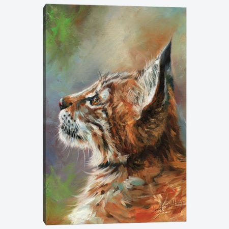 Lynx Wild Cat Canvas Print #STG247} by David Stribbling Canvas Artwork