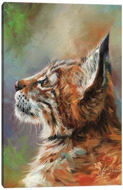 Lynx Wild Cat Canvas Art Print - David Stribbling