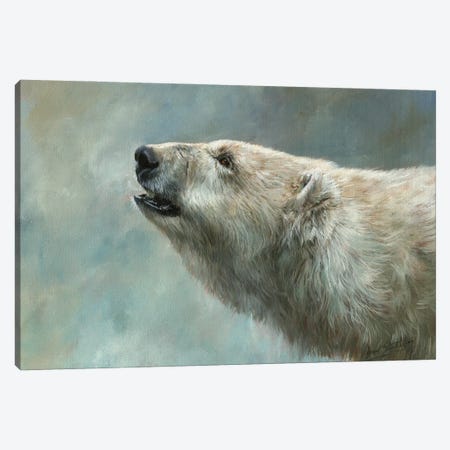 Polar Bear Study Canvas Print #STG248} by David Stribbling Art Print