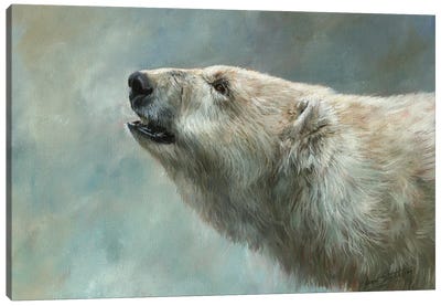 Polar Bear Study Canvas Art Print - David Stribbling
