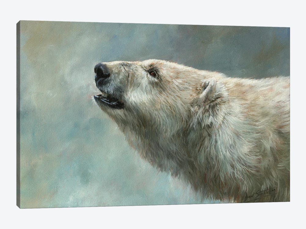 Polar Bear Study by David Stribbling 1-piece Canvas Wall Art