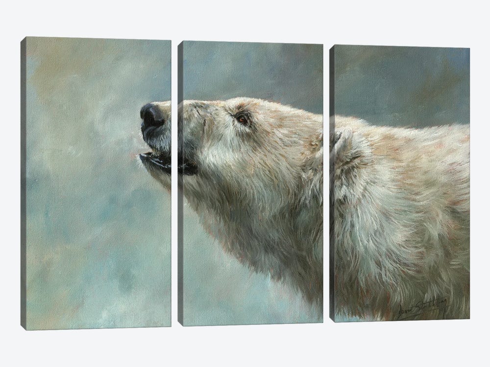 Polar Bear Study by David Stribbling 3-piece Canvas Art
