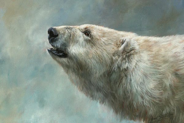 Polar Bears: Polar Bear Study by David Stribbling