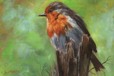 Robin by David Stribbling art print