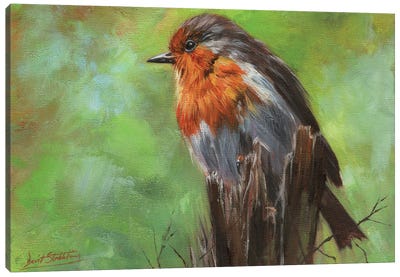 Robin Canvas Art Print - David Stribbling