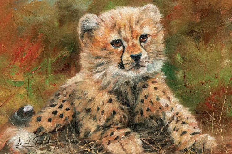 Cheetah Cub Laying Down