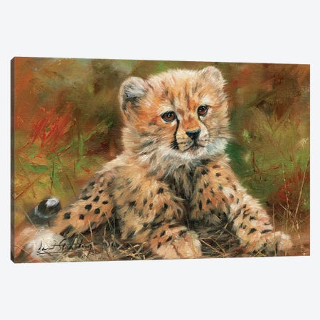 Cheetah Cub Laying Down Canvas Print #STG24} by David Stribbling Art Print