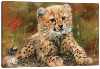 Cheetah Cub Laying Down Canvas Art Print - David Stribbling
