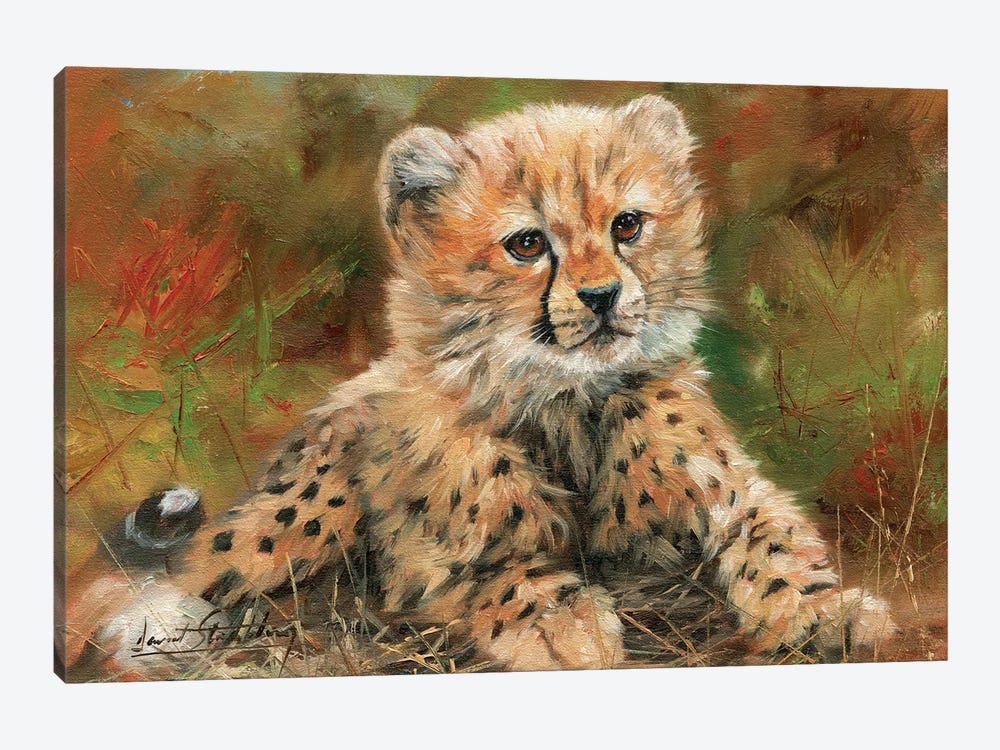 Cheetah Cub Laying Down by David Stribbling 1-piece Canvas Print