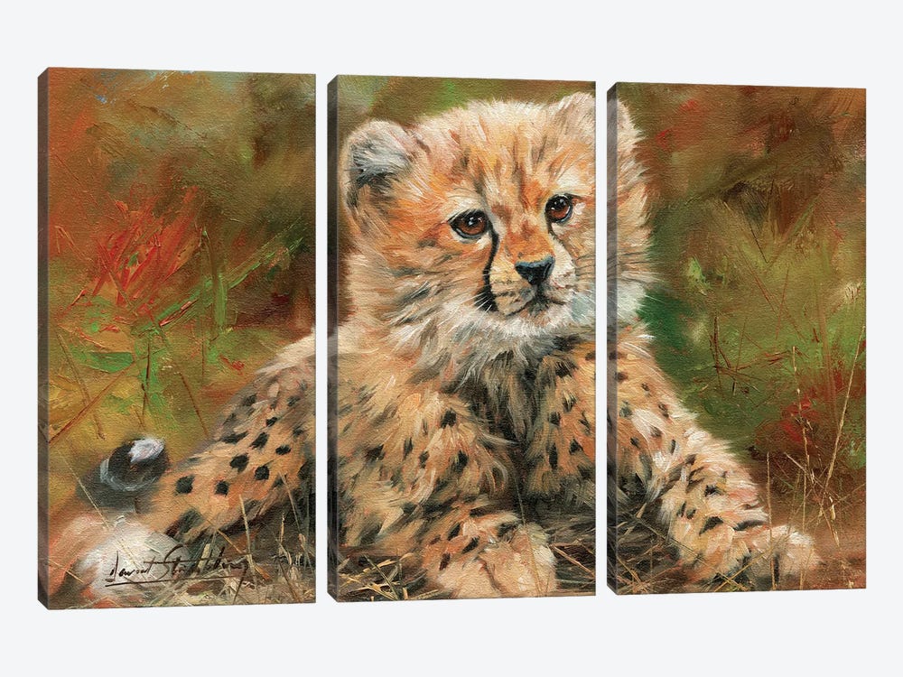 Cheetah Cub Laying Down by David Stribbling 3-piece Canvas Art Print