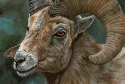 Portrait Of A Bighorn Sheep by David Stribbling multi panel art