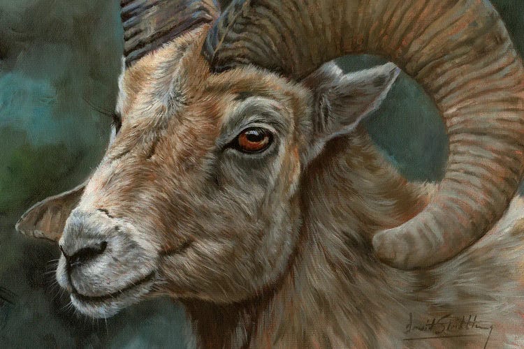 Portrait Of A Bighorn Sheep